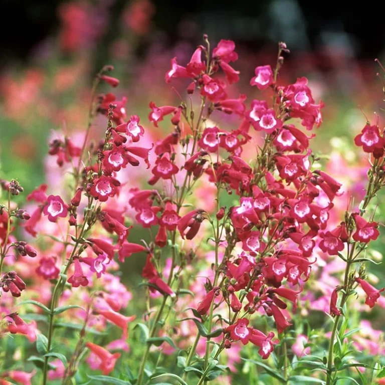 Penstemon