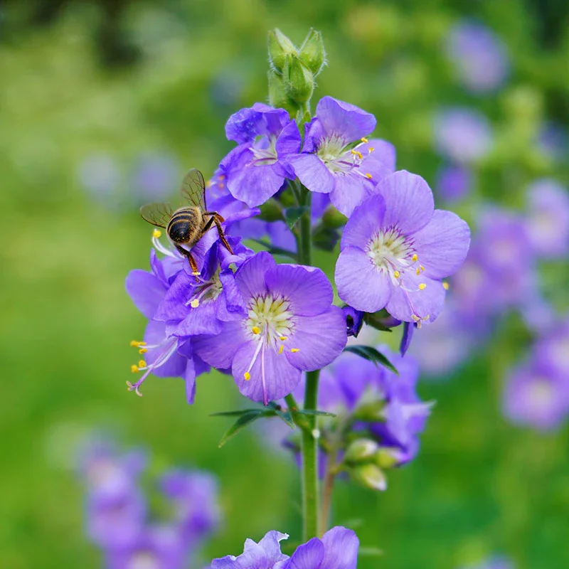 Polemonium growing on Martha's Vineyard