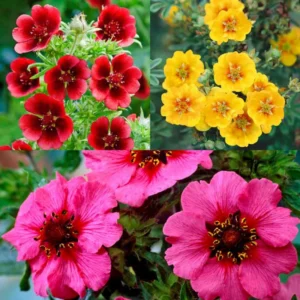 Potentilla growing on Martha's Vineyard
