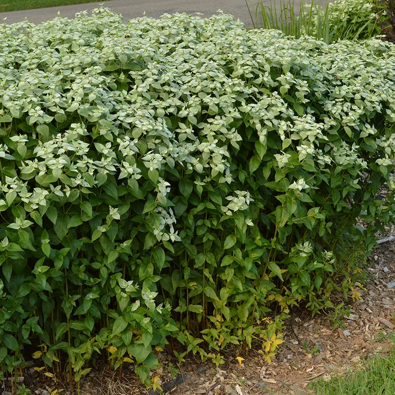 Pycnanthemum growing on Martha's Vineyard