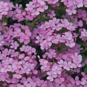 Saponaria growing on Martha's Vineyard