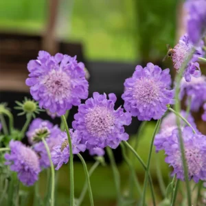 Scabiosa growing on Martha's Vineyard