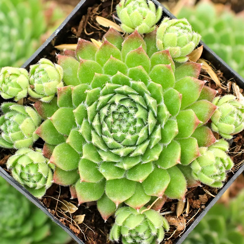 Sempervivum growing on Martha's Vineyard