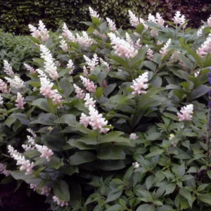 Smilacina growing on Martha's Vineyard