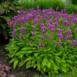 Stachys growing on Martha's Vineyard
