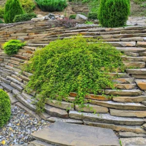 Stephanandra growing on Martha's Vineyard