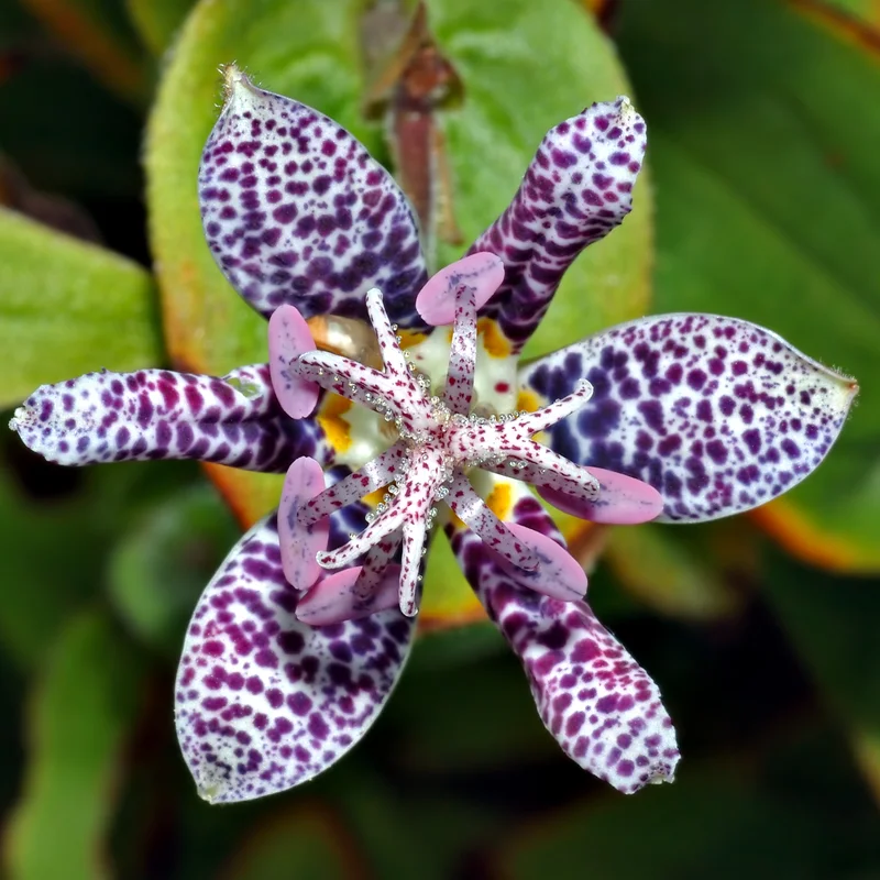 Tricyrtis growing on Martha's Vineyard