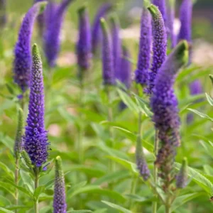 Veronica growing on Martha's Vineyard