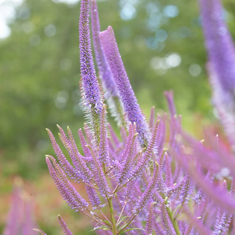 Veronicastrum growing on Martha's Vineyard