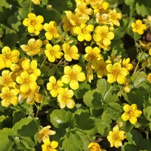 Waldsteinia growing on Martha's Vineyard