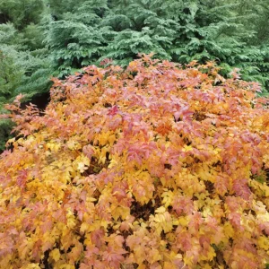 Xanthorhiza simplicissima growing on Martha's Vineyard