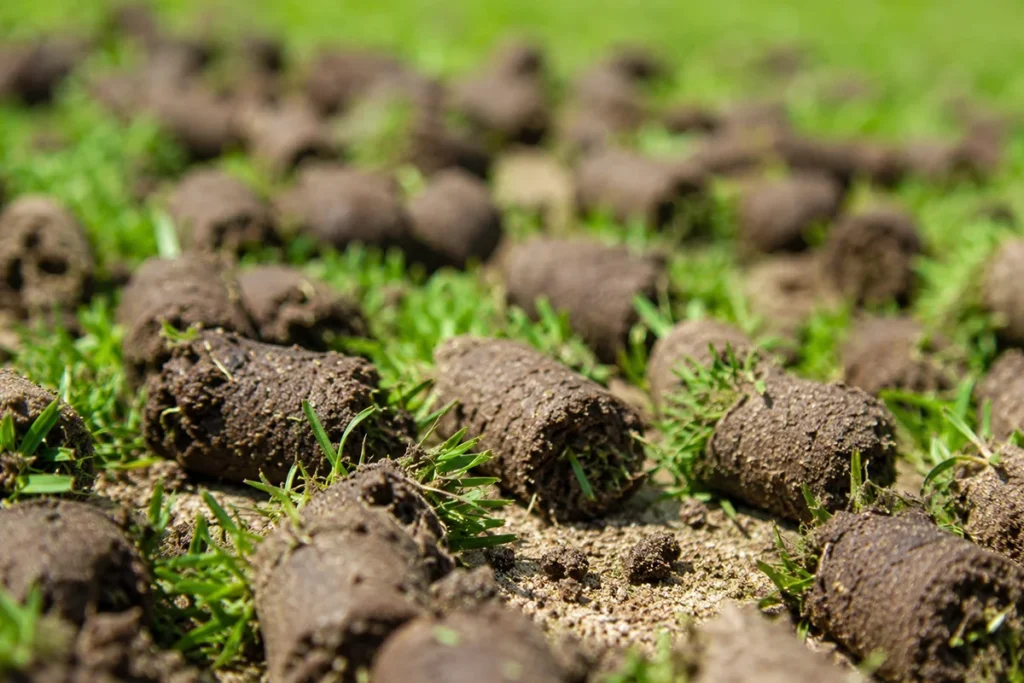 Core aeration plugs on sandy Martha's Vineyard soil close up